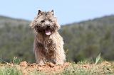 CAIRN TERRIER 204